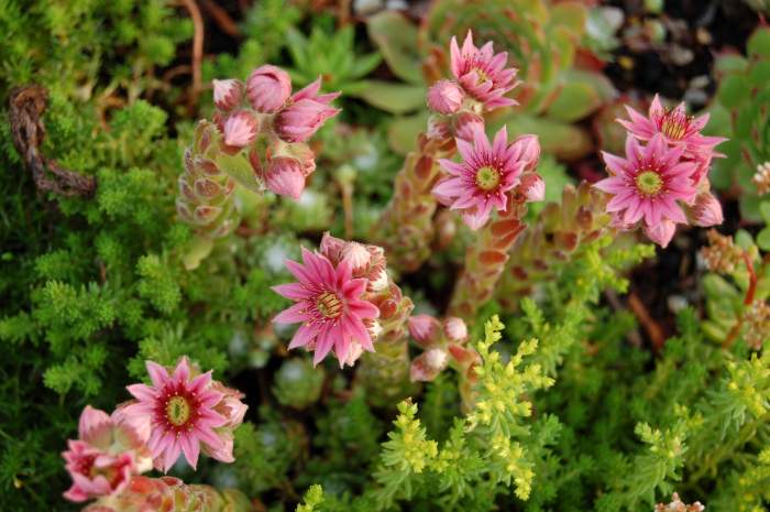 Sempervivum Dachwurz Hauswurz